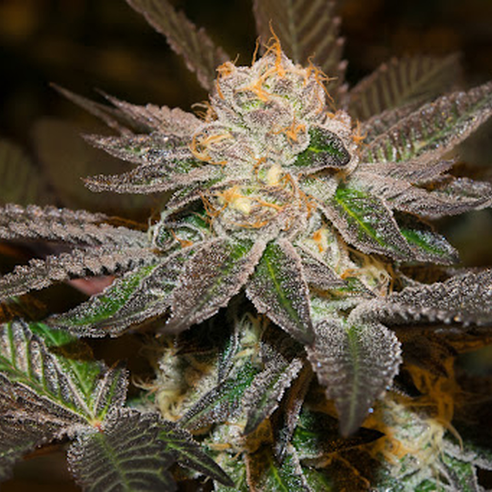 Sunset Sherbet